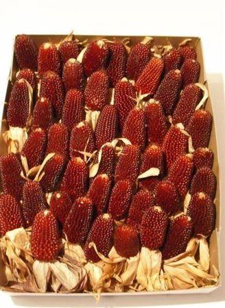 Siervruchten per tak Zea Mays 'Strawberry Corn'