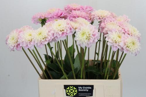 Dahlia Ball Grp 'Sweet Love'