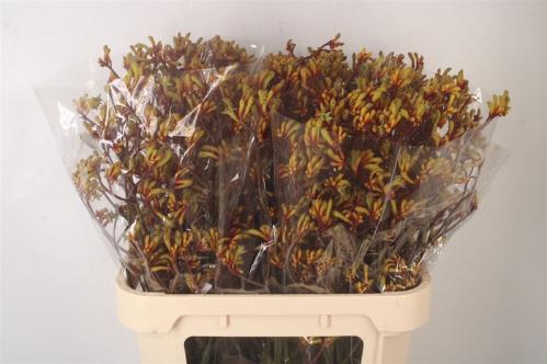 Anigozanthos Bush Pioneer