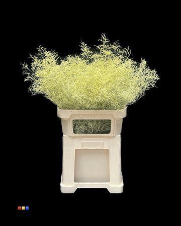 Limonium overig kleurbehandeld H%