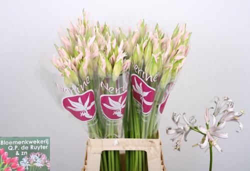 Nerine Bowdenii Grp 'Sofie'