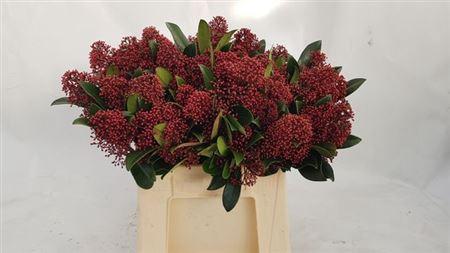 Skimmia per bos japonica 'Rubella'