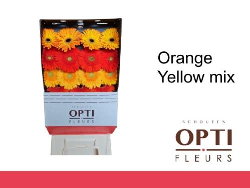 Gerbera grootbloemig overig