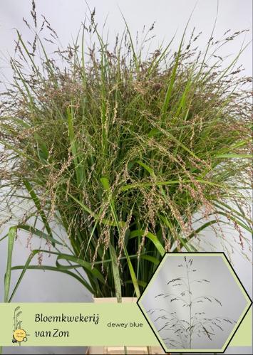 Panicum amarum 'Dewey Blue'