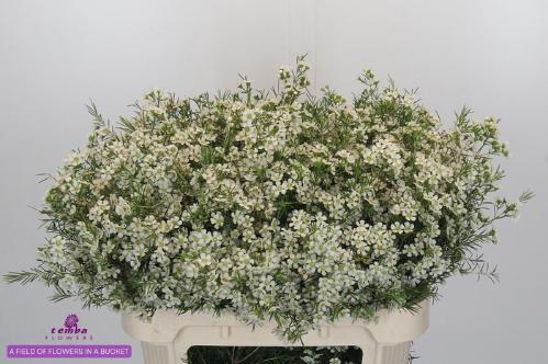 Chamelaucium uncinatum 'Ofir'