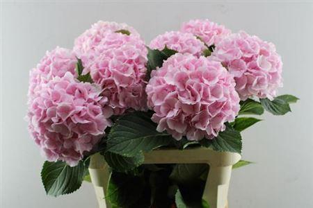 Hydrangea macrophylla 'Verena'