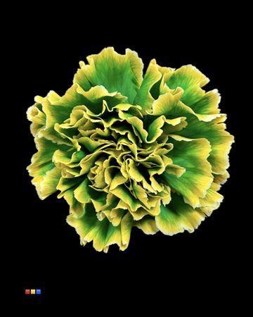 Dianthus standaard kleurbehandeld H%