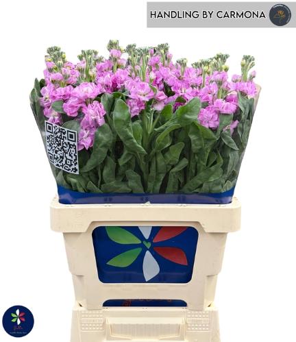 Matthiola incana 'Iron Pink'