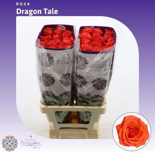 Rosa grootbloemig Dragon Tale