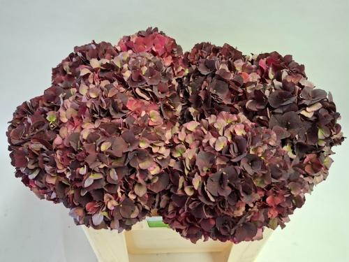 Hydrangea macrophylla Magical Dark Ruby (classic)