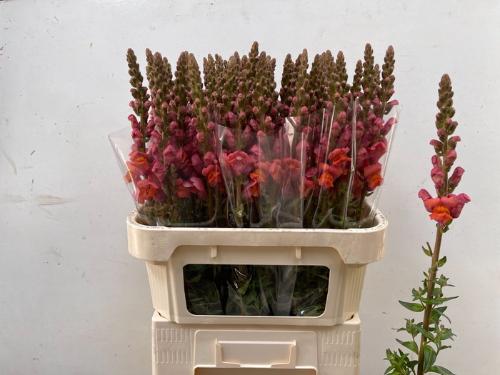 Antirrhinum majus 'Potomac Dark Orange'