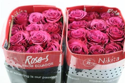 Rosa grootbloemig Venturoso