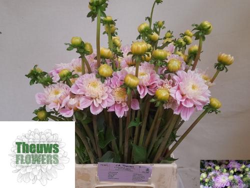 Dahlia Ball Grp 'Sweet Love'
