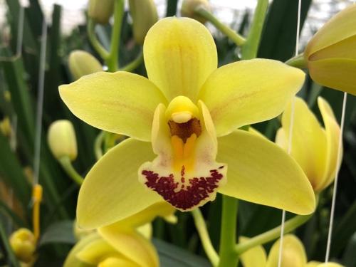 Cymbidium mini per tak Mary Pinchess 'Del Rey'