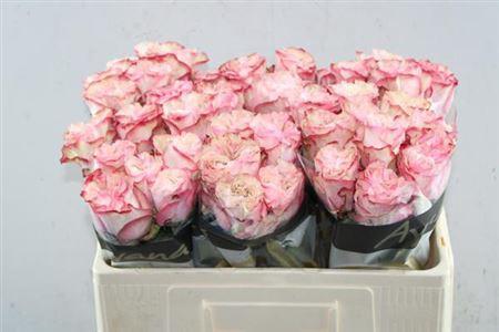 Rosa grootbloemig Country Spirit Candy