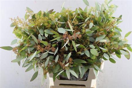 Eucalyptus per bos polyanthemos (fruit)