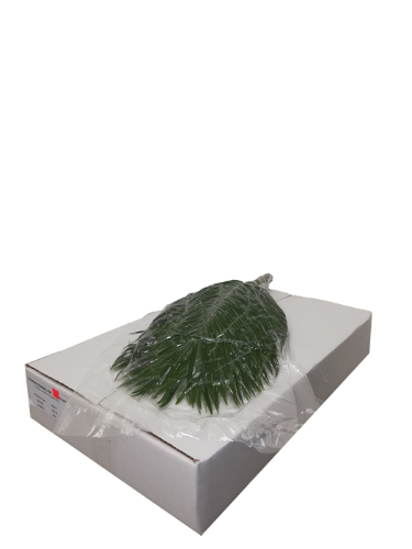 Phoenix roebelenii per bos