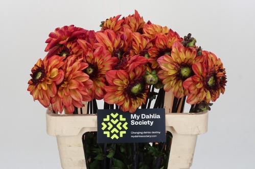 Dahlia (Decorative Grp) 'Ding a Dong'