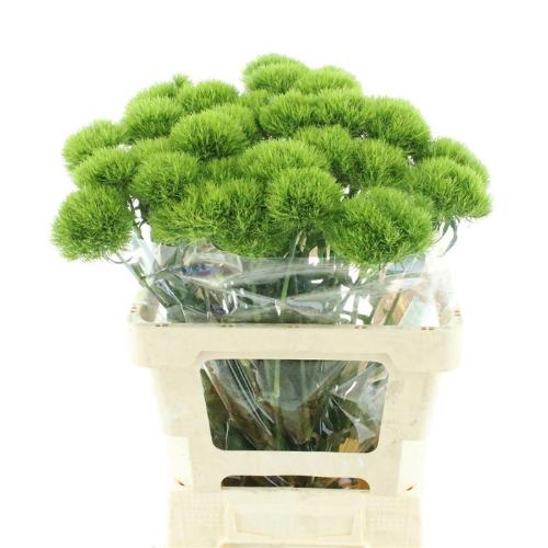 Dianthus barbatus Kiwi Mellow