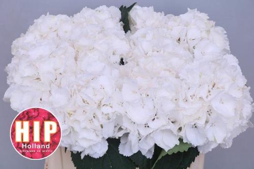Hydrangea macrophylla 'Schneeball'