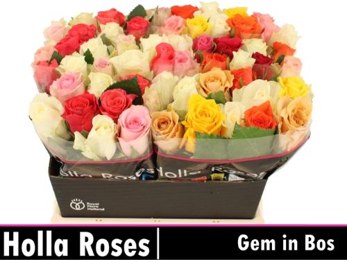 Rosa grootbloemig gemengd in bos