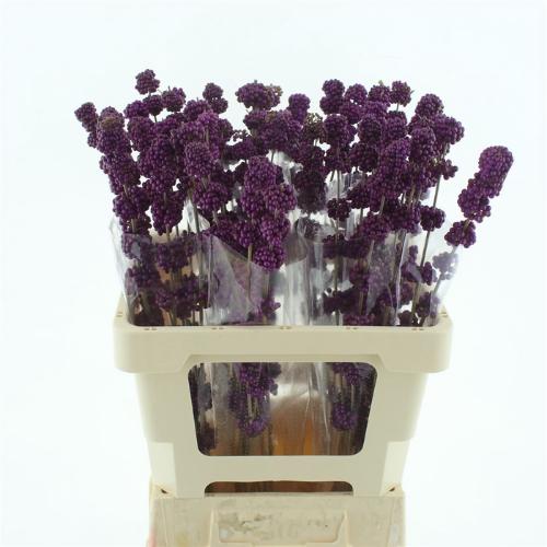 Callicarpa bodinieri var. giraldii
