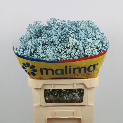 Gypsophila overig kleurbehandeld H%