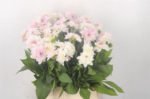Dahlia 'Eveline'