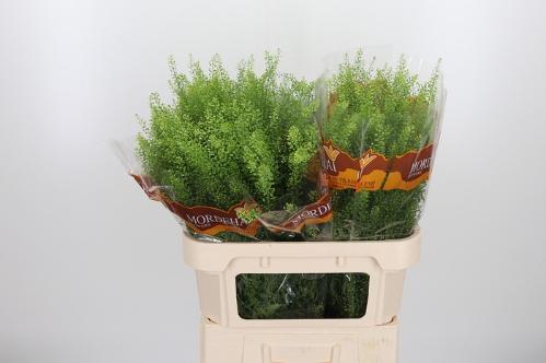 Thlaspi Green Bell