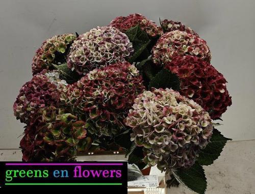 Hydrangea macrophylla Magical Revolution (classic)
