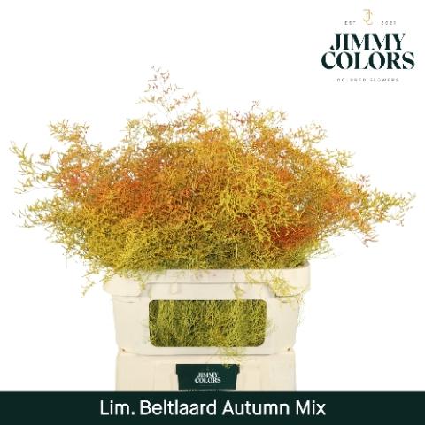 Limonium overig kleurbehandeld H%