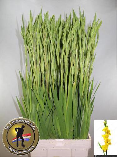 Gladiolus (Large-flowered Grp) 'Bra Val'