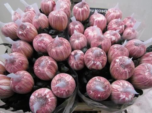 Chrysanthemum (Indicum Grp) geplozen Antonov kleurbehandeld H%