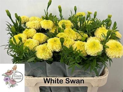 Tagetes overig