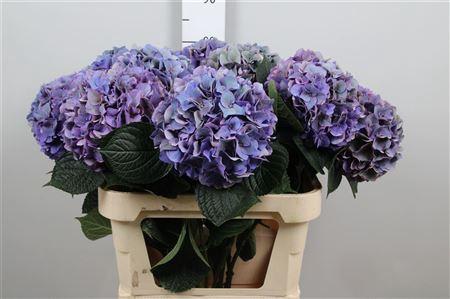 Hydrangea macrophylla 'Rodeo' (classic)