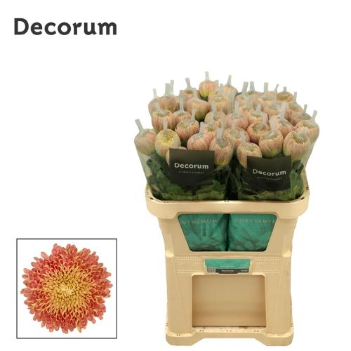 Chrysanthemum (Indicum Grp) geplozen Couture Bronze