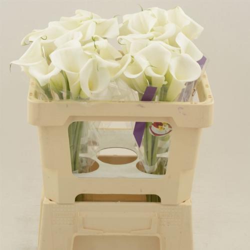 Zantedeschia White Art