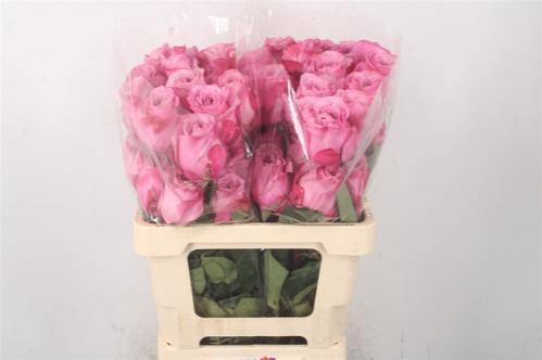 Rosa grootbloemig overig