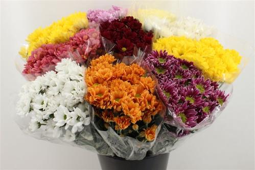 Chrysanthemum Indicum Grp tros kas overig