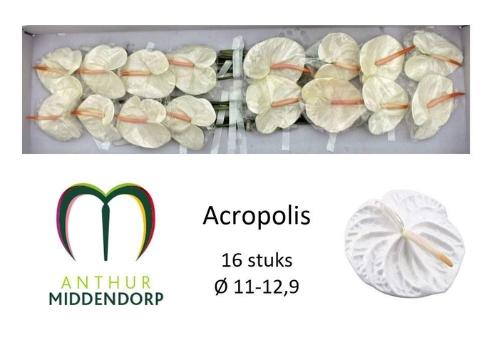 Anthurium Andreanum Grp 'Acropolis'