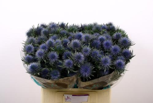 Eryngium planum Magnetar Questar