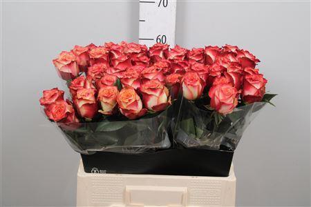 Rosa grootbloemig Attraction