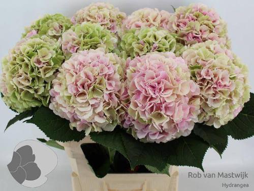 Hydrangea macrophylla 'Verena' (classic)