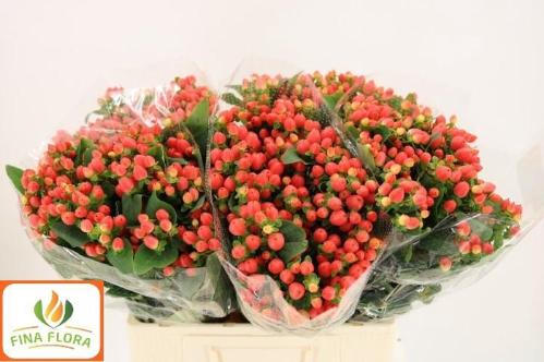 Hypericum x inodorum Magical Royal Princess