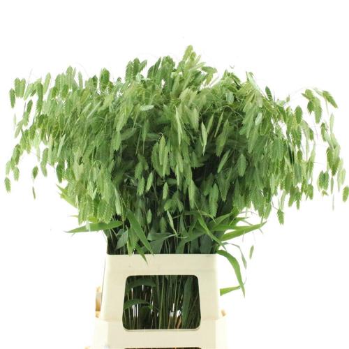 Chasmanthium latifolium