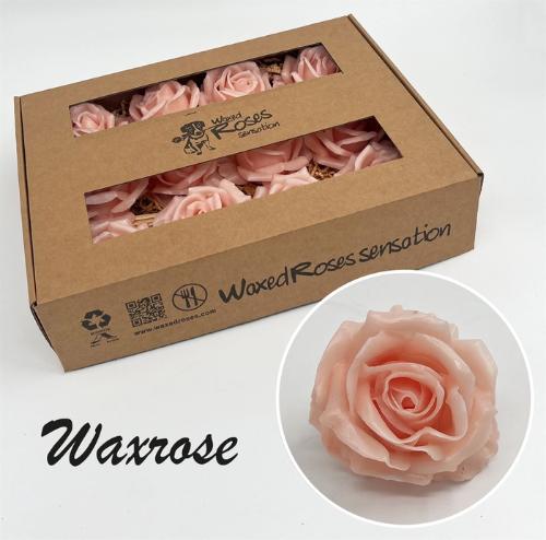 Rosa grootbloemig gewaxt H%