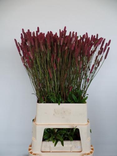 Sanguisorba 'Blackthorn'