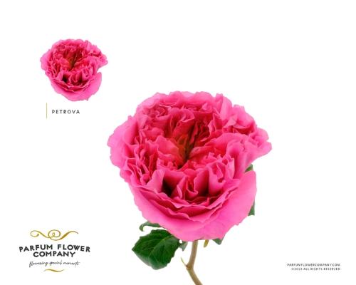 Rosa grootbloemig overig