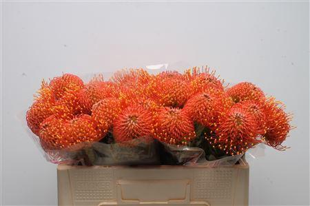 Leucospermum cordifolium 'Gold Dust'