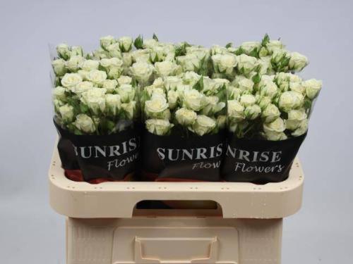 Rosa tros Snowflake